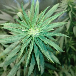 Icemud_bangi haze_cannabis_seed_grow_led grow light (15).jpg