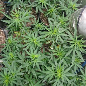 Apollo13_F4_icemud_cannabis_seed_grow (1).jpg