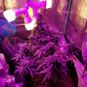 Early miss 3rd grow