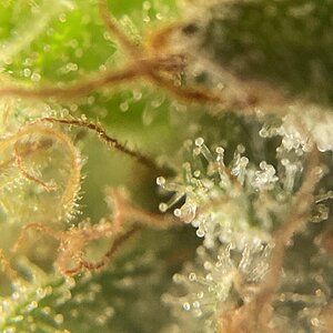 cheese trichomes day 54