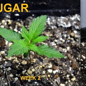 Black Sugar 3weeks.jpg