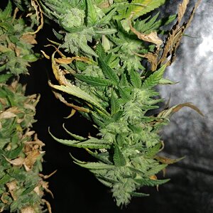 Bangi Haze_F9_Icemud_cannabis_seed_project (1).jpg