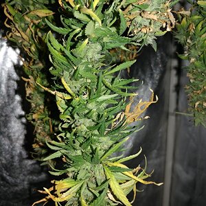 Bangi Haze_F9_Icemud_cannabis_seed_project (4).jpg