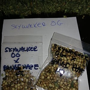 Icemud_Bangi_Haze_F9_cannabis_seed_breeding_project (1).jpg