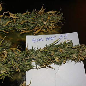 Icemud_Bangi_Haze_F9_cannabis_seed_breeding_project (2).jpg