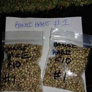 Icemud_Bangi_Haze_F9_cannabis_seed_breeding_project (3).jpg