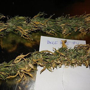 Icemud_Bangi_Haze_F9_cannabis_seed_breeding_project (4).jpg