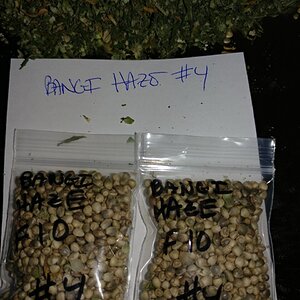 Icemud_Bangi_Haze_F9_cannabis_seed_breeding_project (5).jpg