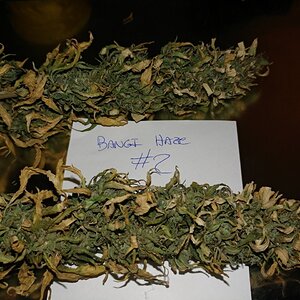 Icemud_Bangi_Haze_F9_cannabis_seed_breeding_project (6).jpg