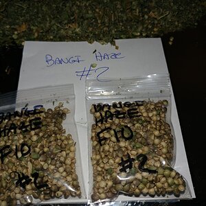 Icemud_Bangi_Haze_F9_cannabis_seed_breeding_project (8).jpg