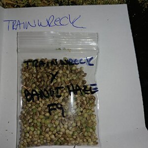 Icemud_Bangi_Haze_F9_cannabis_seed_breeding_project (10).jpg