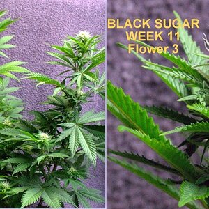 Black Sugar 11 weeks.jpg