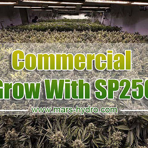 SP 250 using in commercial growing