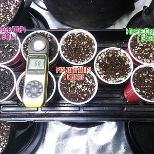 This Grow Is Officially Under Way Now!