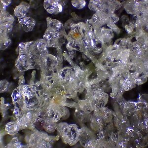 cannabis crystals