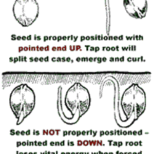 How To Plant Cannabis Seeds In Soil