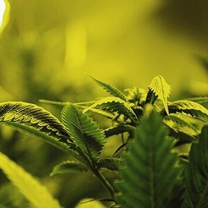 How To Use A Lux Meter To Increase Your Cannabis Yields