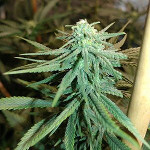Trainwreck filled with Apollo 13 f4 seeds.jpg