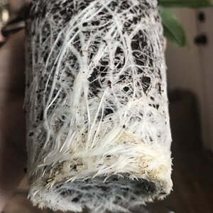 Solo cup roots clones taken on the 5th of Jan