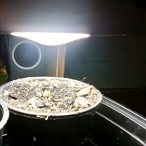 Putting compact fluorescent three inches from newly emerged seedling watch my results.Day 1 three hours above soil.