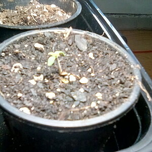 Seedling 19 hours from emerging.