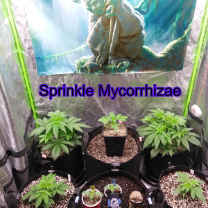 Step 4:  Sprinkle Mycorrhizae