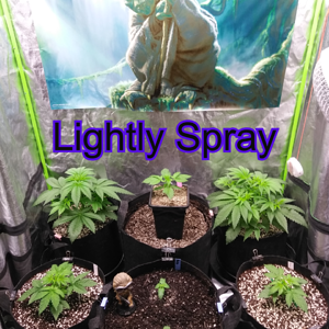 Step 5:  Lightly Spray