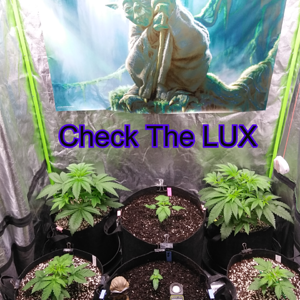 Check The LUX