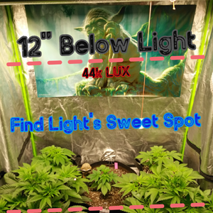 Step 2:  Find Light's Sweet Spot