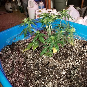 HB Laniakea starting flower in veg