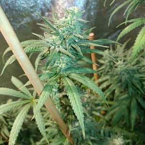 icemud_apollo 13_cannabis_seed_open pollen_grow (4).jpg