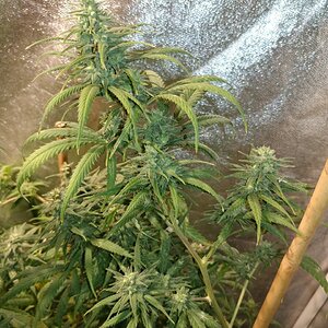icemud_apollo 13_cannabis_seed_open pollen_grow (6).jpg