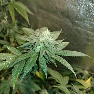icemud_apollo 13_cannabis_seed_open pollen_grow (12).jpg