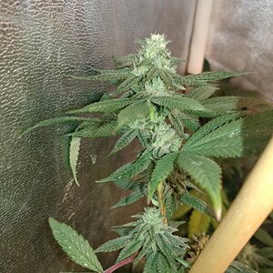 icemud_apollo 13_cannabis_seed_open pollen_grow (13).jpg