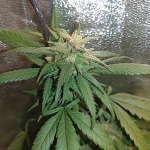 icemud_apollo 13_cannabis_seed_open pollen_grow (15).jpg