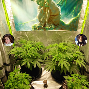 Dagobah Frost Forest - Group Photo