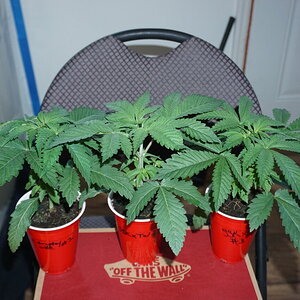 Surfr seeds “sunkissed” sour strawberry kush x trophy wife