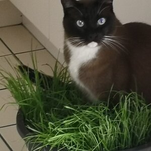 Yoshi and Grass.jpg