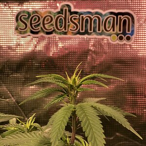 seedsmanbud.jpeg