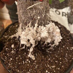 Healthy clone roots