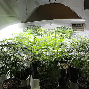 2020 Indoor Medical Cannabis Garden