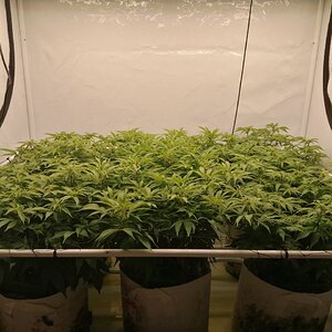 Cheese By Seedsman - Day 10 Of Flower