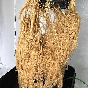 BLUE DREAM ROOTS