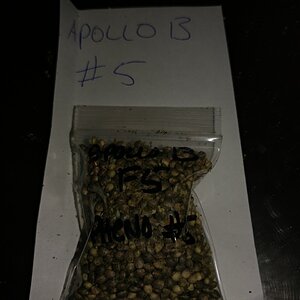 Apollo 13 strain icemud seed project cannabis marijuana (2).jpg