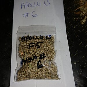 Apollo 13 strain icemud seed project cannabis marijuana (4).jpg