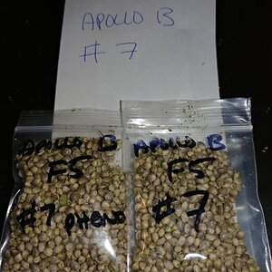 Apollo 13 strain icemud seed project cannabis marijuana (5).jpg