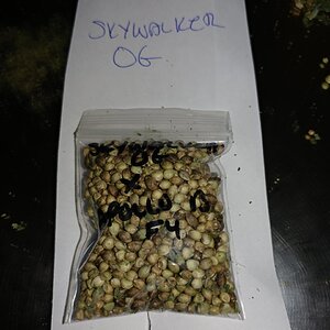 Apollo 13 strain icemud seed project cannabis marijuana (9).jpg