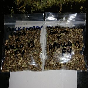 Apollo 13 strain icemud seed project cannabis marijuana (10).jpg