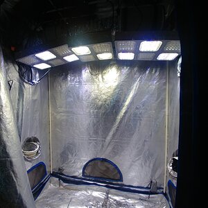 Icemud grow tent cannabis marijuana (2).jpg