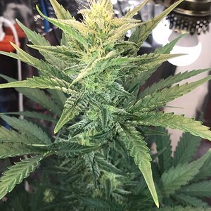 Early miss Auto Flower